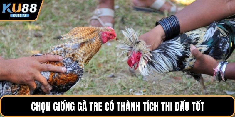 Chọn giống gà tre có thành tích thi đấu tốt