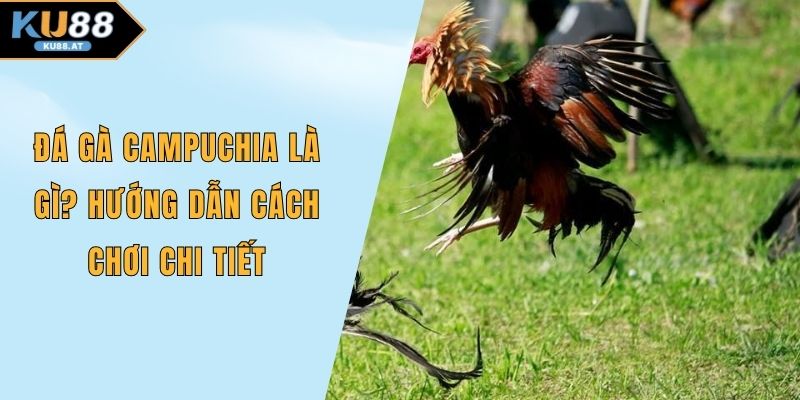 Đá gà Campuchia