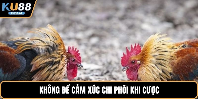 Không để cảm xúc chi phối khi cược