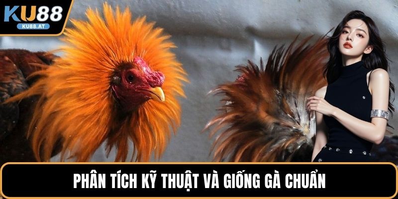 Phân tích kỹ thuật và giống gà chuẩn